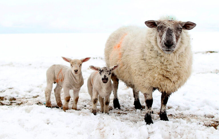 sheep with lambs in snow