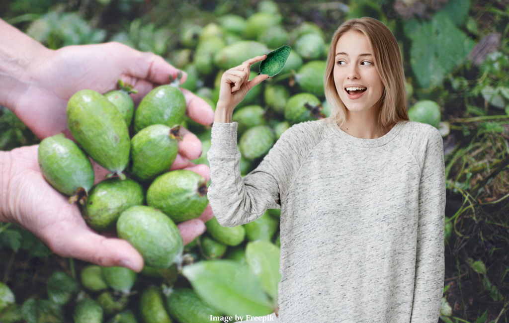 woman holding feijoa with many feijoas in background.